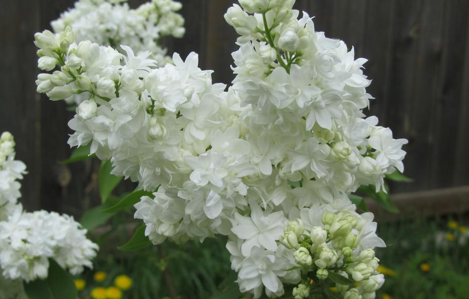 Lilac Flowers Shrub