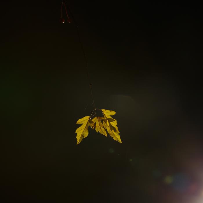 Leaf Light Natural