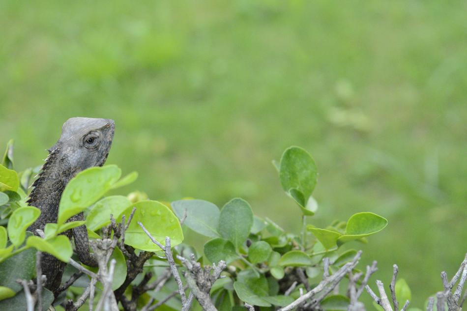 cute lizard in the garden
