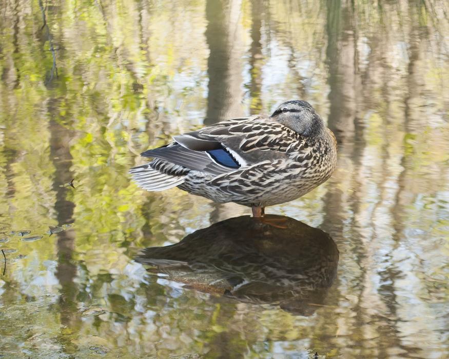 beautiful mallard stands in a puddle