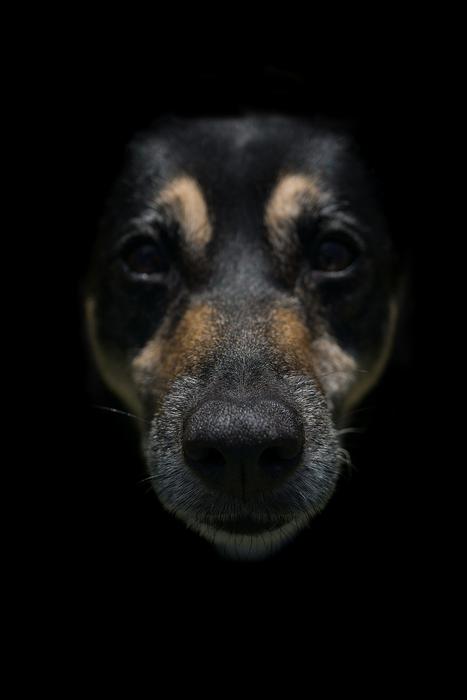 head of black Dog at dark background close up