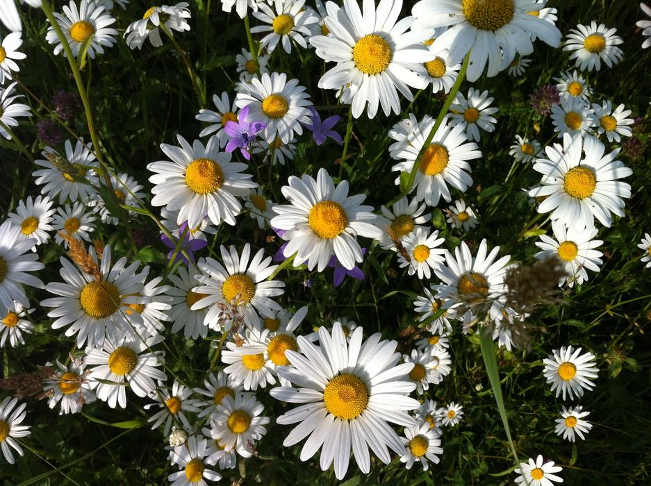 Flower Meadow Summer