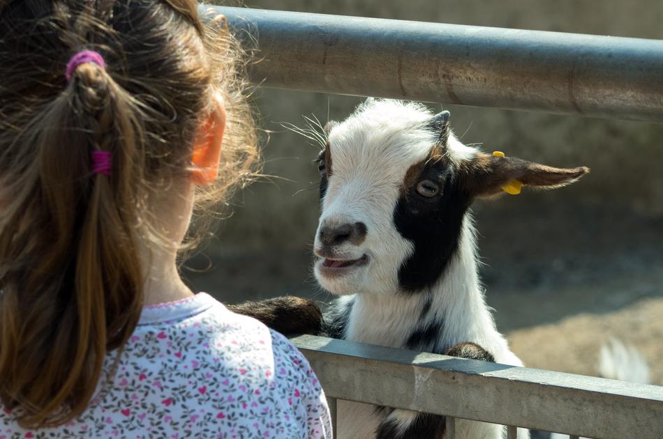 Goat and child