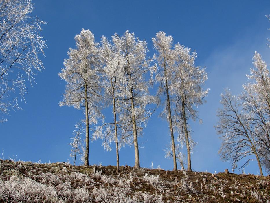 Trees Frost Winter