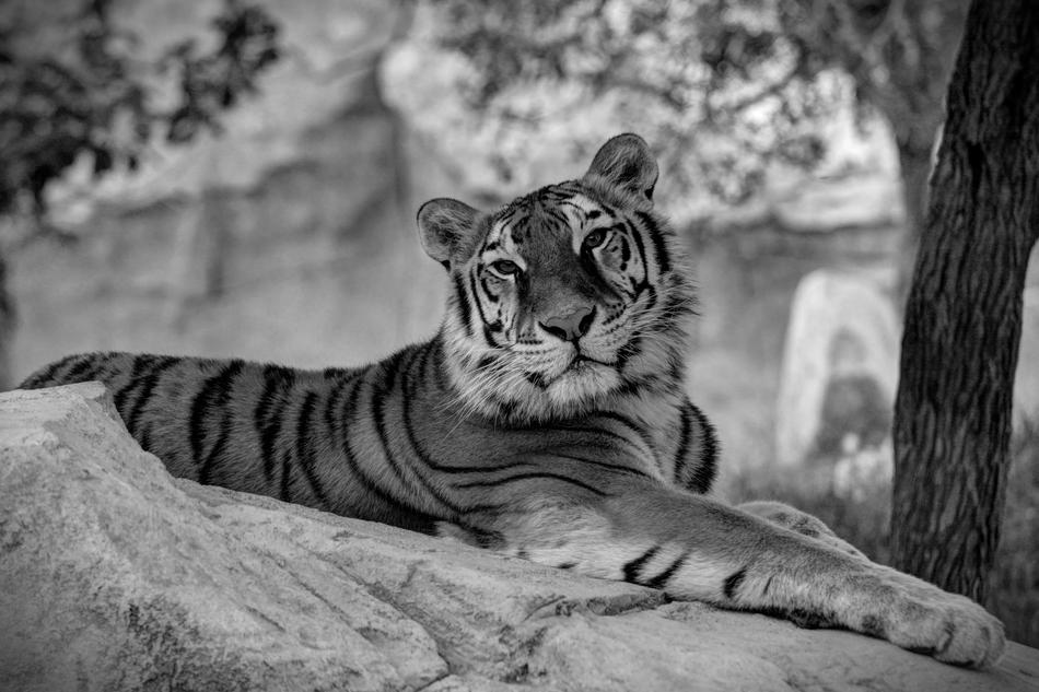 ravishing Tiger Feline