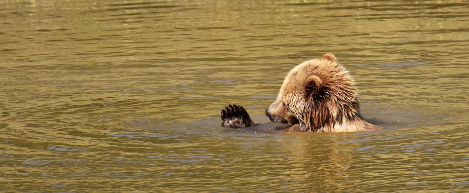 wet bathing bear