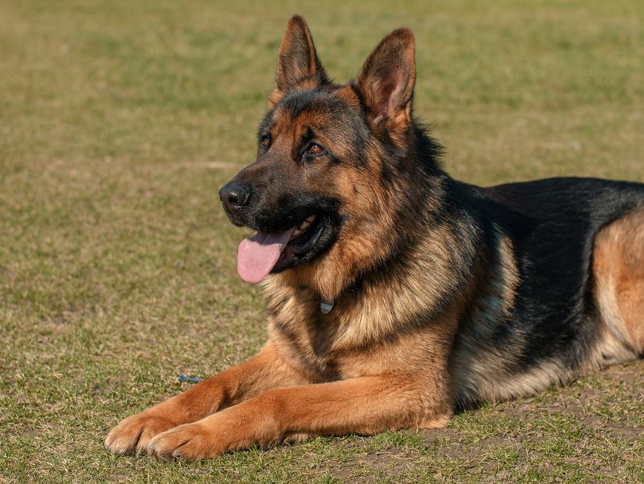 German Shepherd with pink tongue
