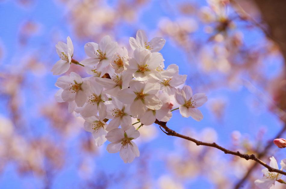 white flowers on a thin tree branch