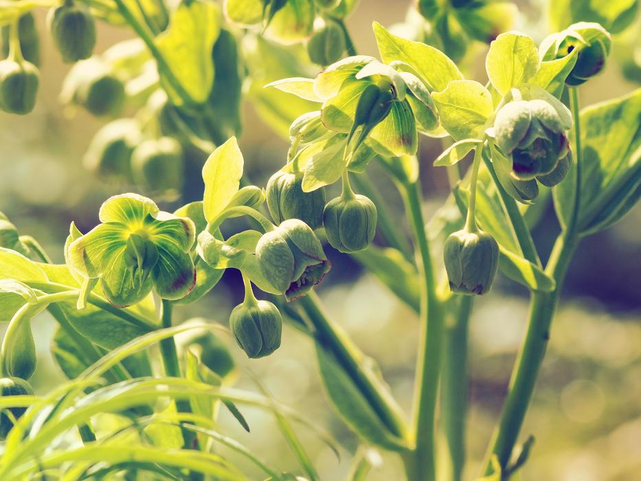 green flowers in the garden