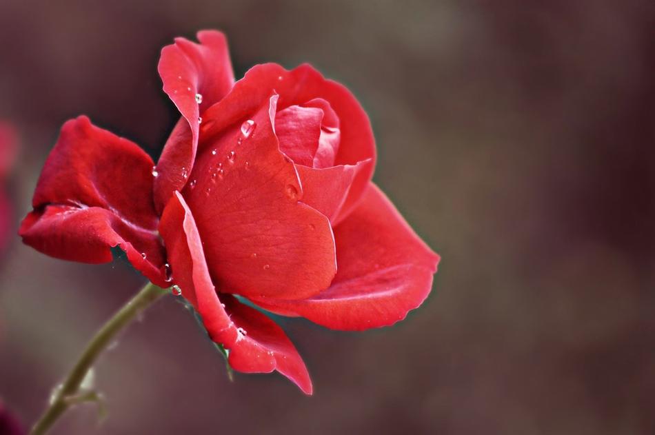 Rose Rain Drops After The