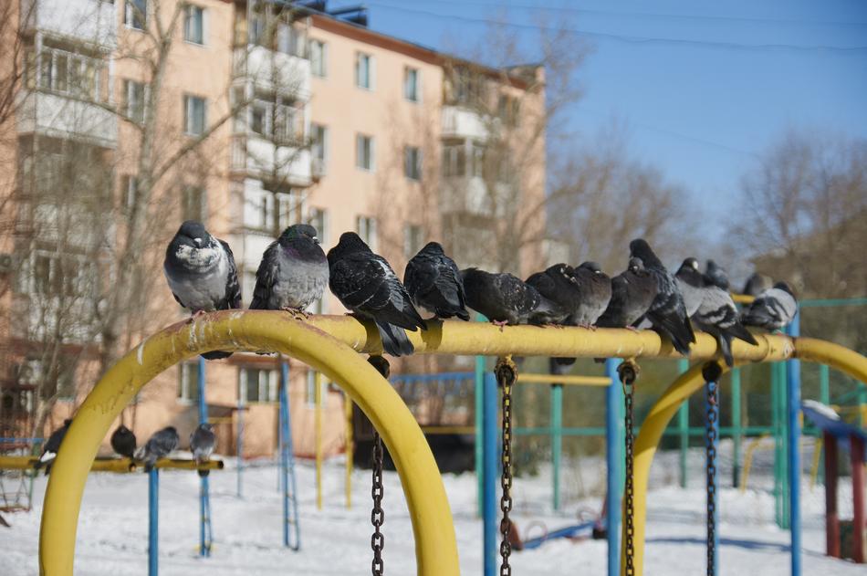 Dove Winter Yard The Urban