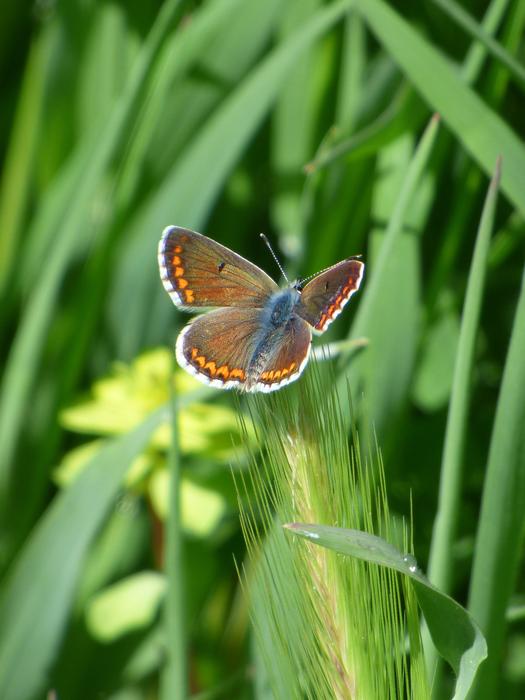 Butterfly Aricia Cramera Brunette