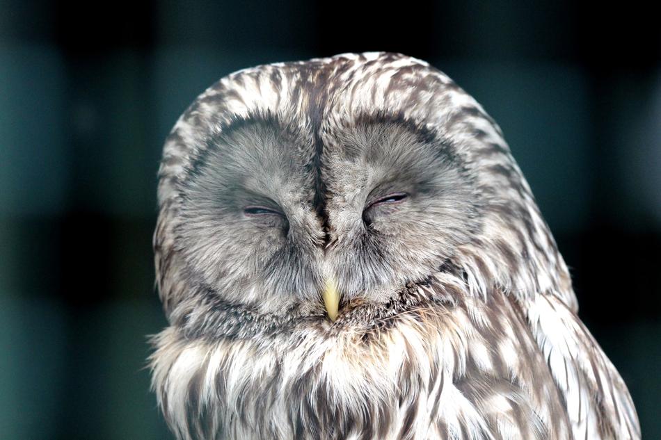 Owl Bird Front