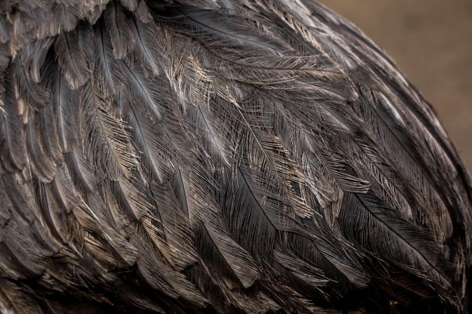 Bouquet Feather Flightless Bird