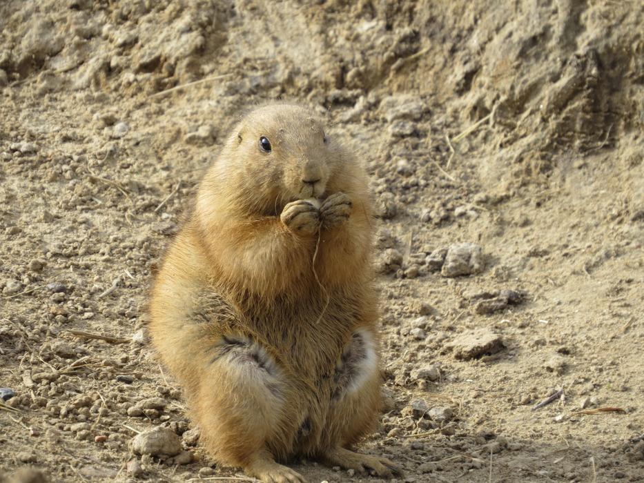 Prairie Dog Animals