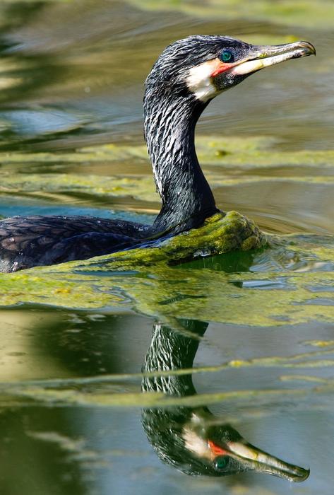 Cormorant Waterfowl