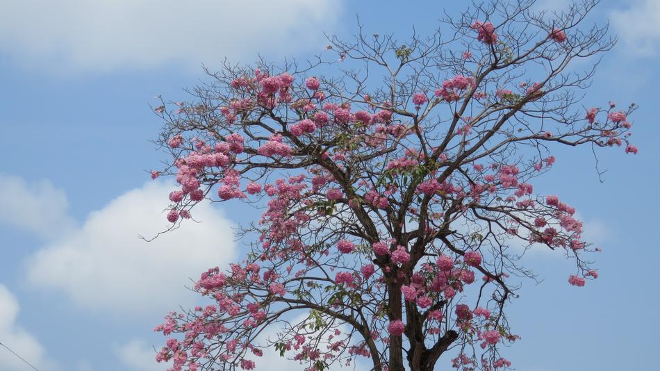 Tree Pink Flowers Blue Sky Cloud