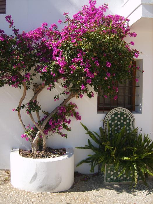Altea Tree Street