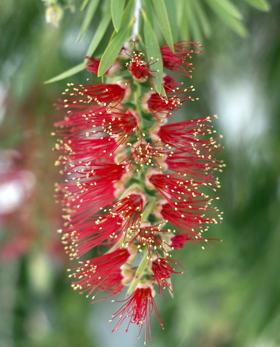Bottlebrush Callistemon Flower