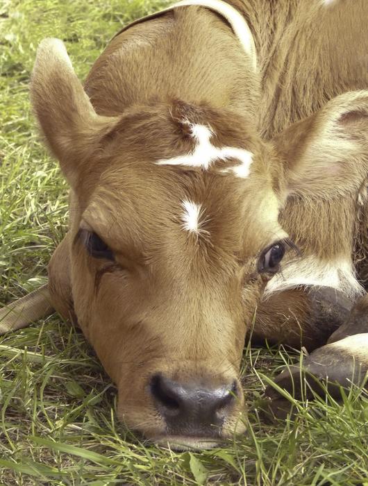 sad cow on the farm