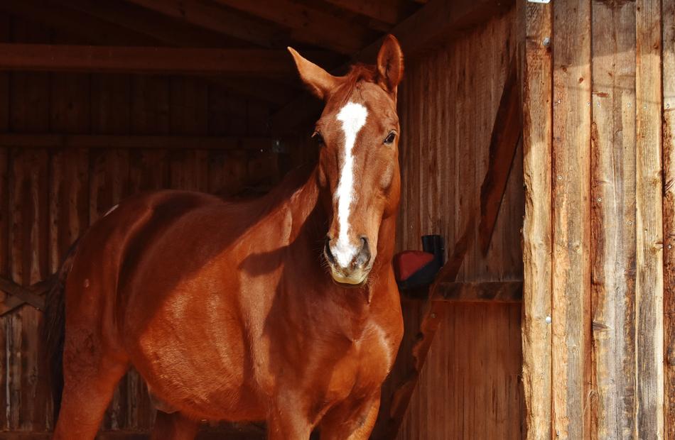 Beautiful brown and white horse in shadow and light