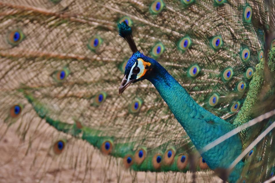 photo of a beautiful peacock on the wallpaper