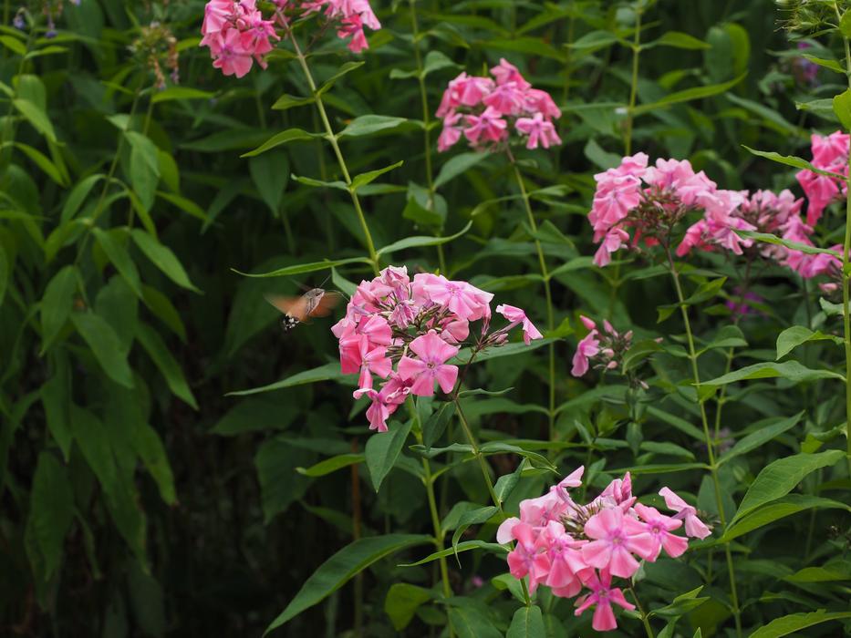 Hummingbird Hawk Moth Macroglossum