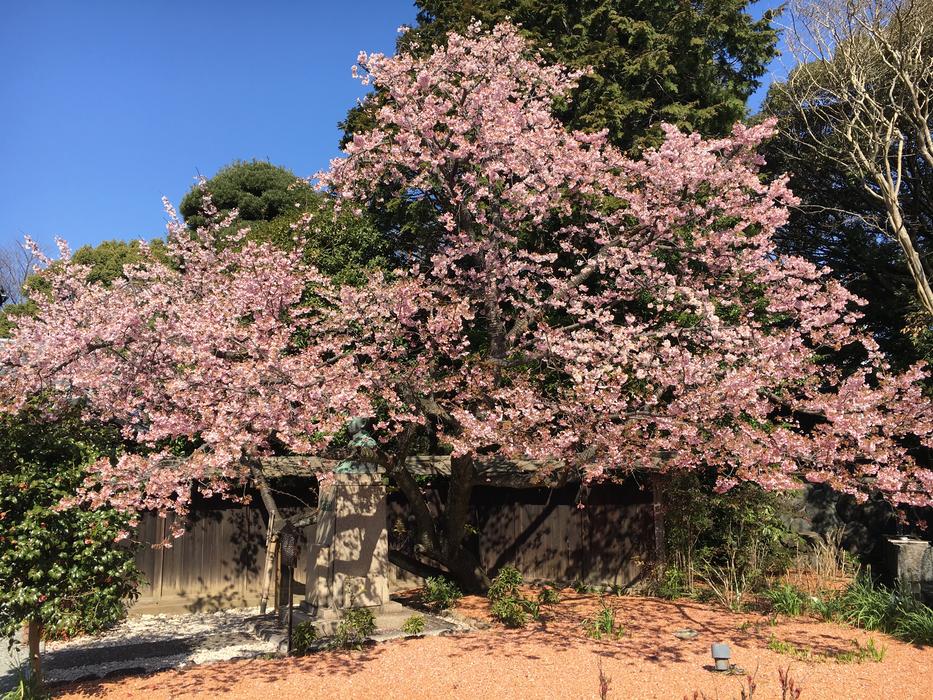 Cherry Blossom Viewing