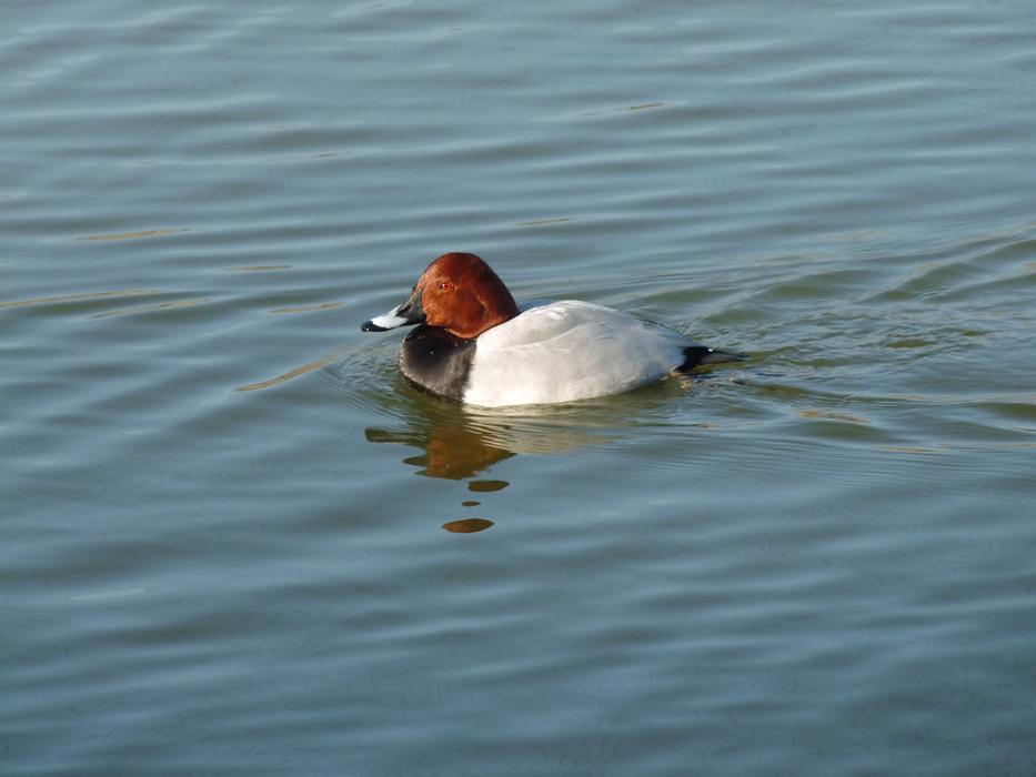 Bird Duck Water