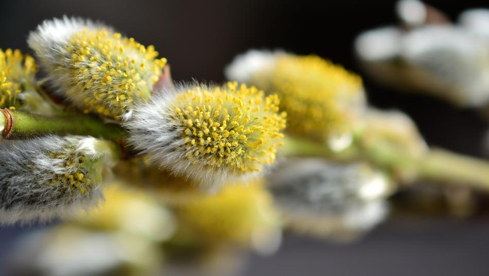 yellow little flowers close-up