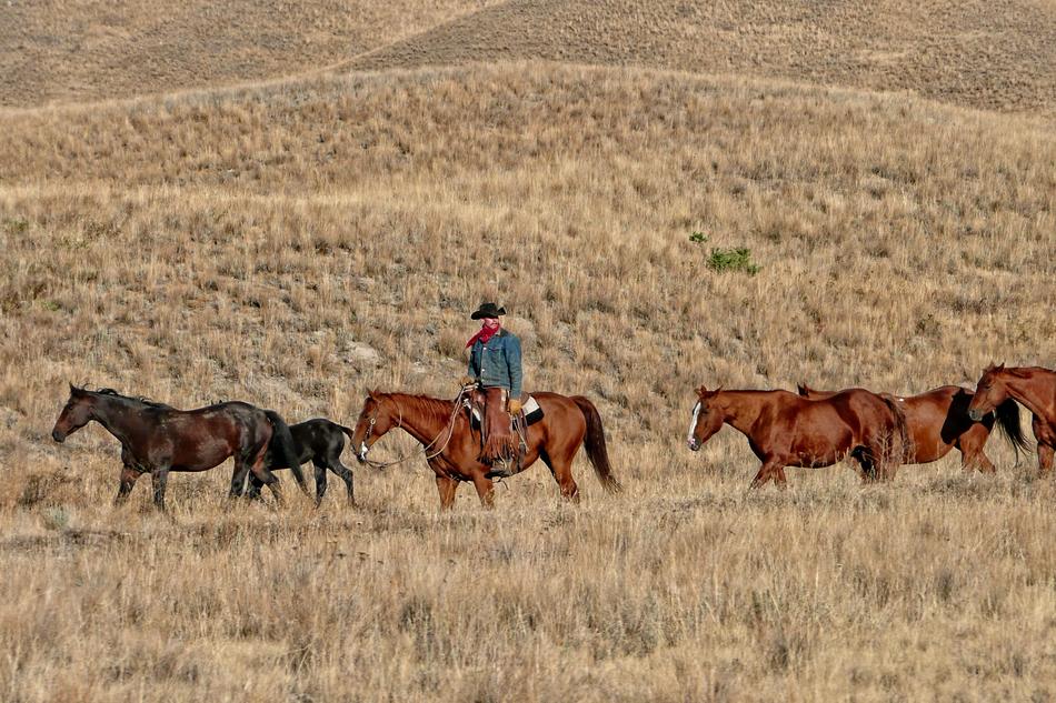Cowboy Ranch