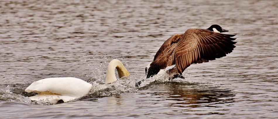 Swan Bite Wild Goose