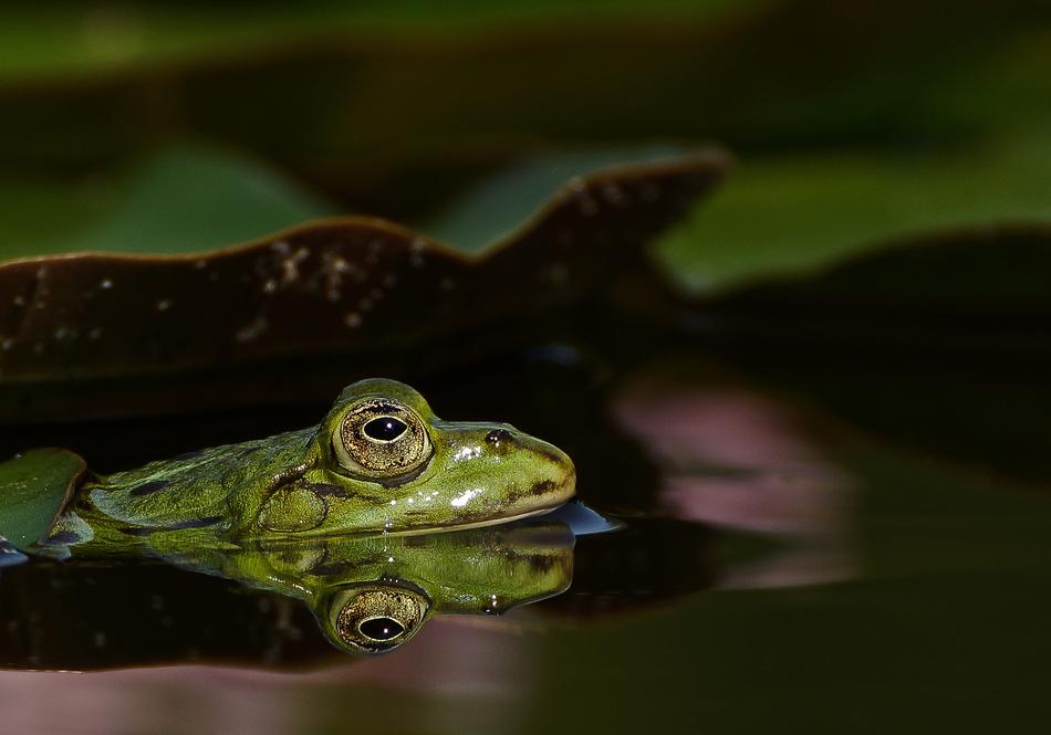 Frog Pond Garden Water
