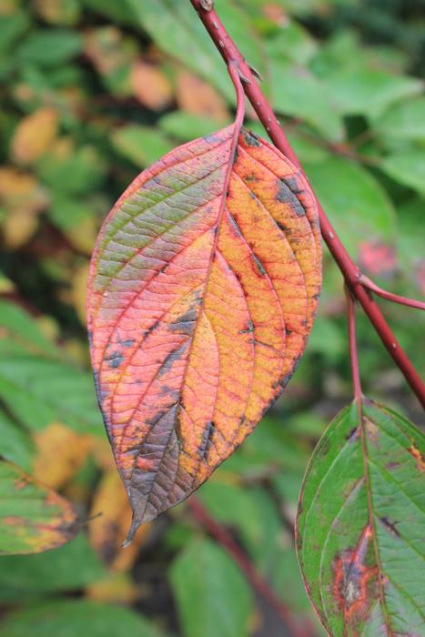 colored leaf in the garden
