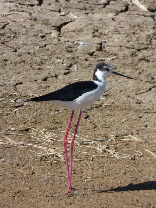 Himantopus Black-Winged