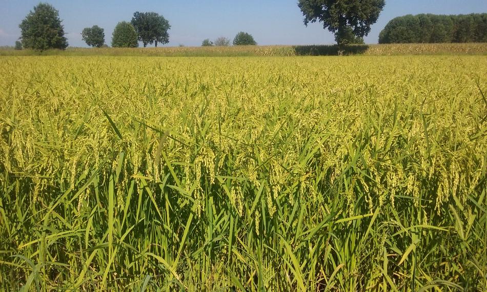 Summer Rice Field