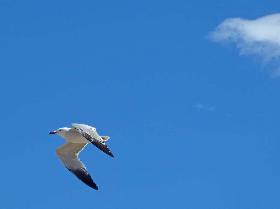 Seagull Audouin'S Gull Ichthyaetus