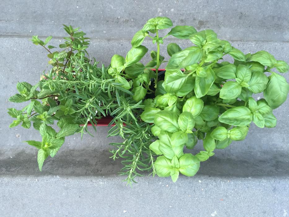 Healthy herbs