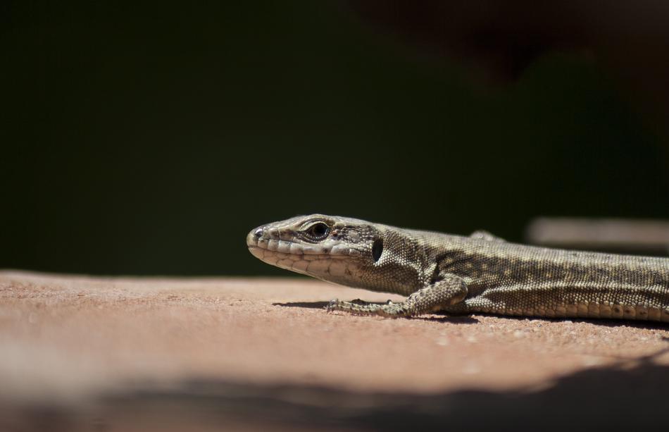 Lizard Reptile Black