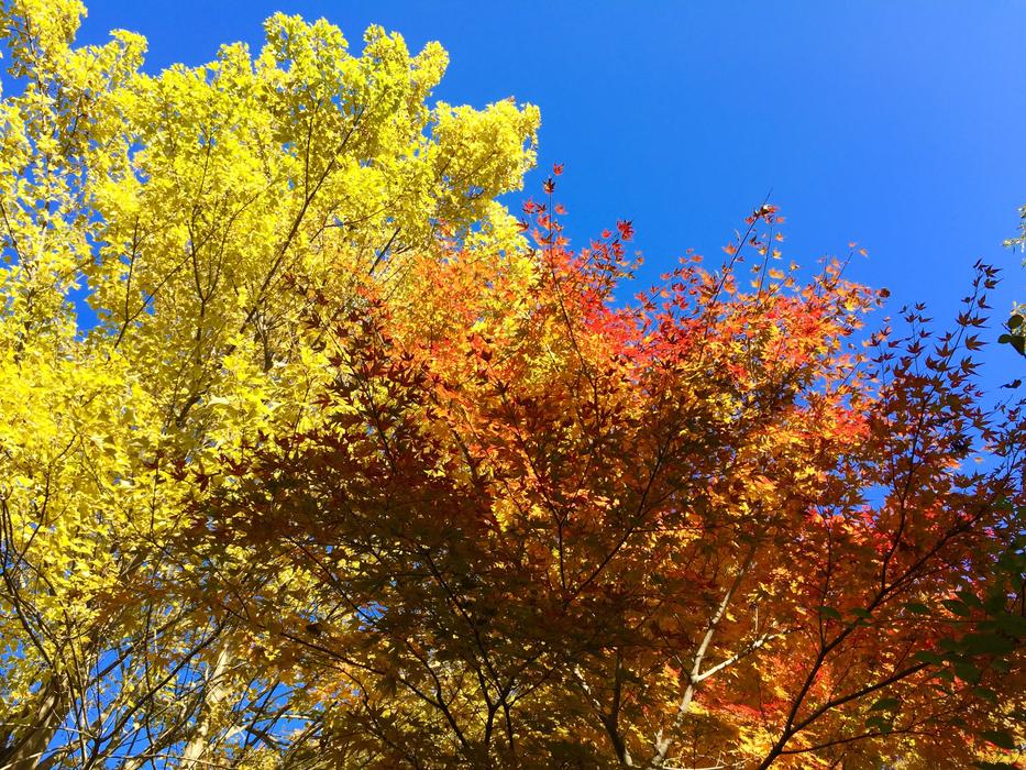 Autumnal Leaves Maple