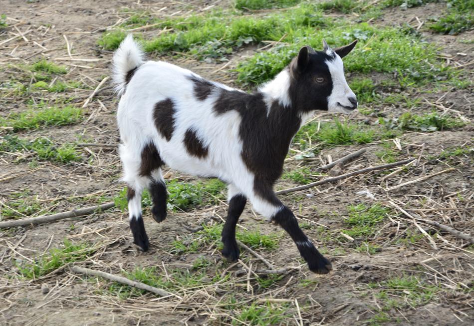 funny walking goat