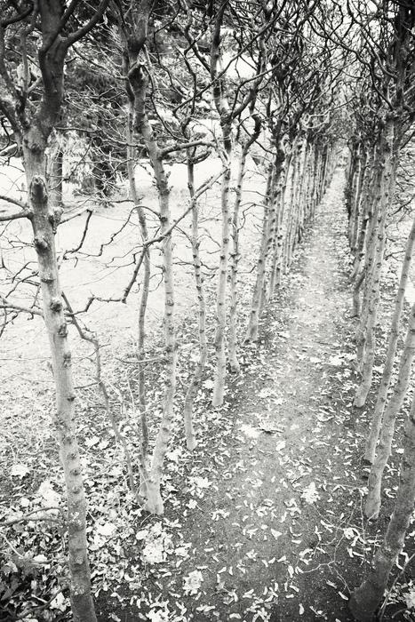 Away Trees Empty