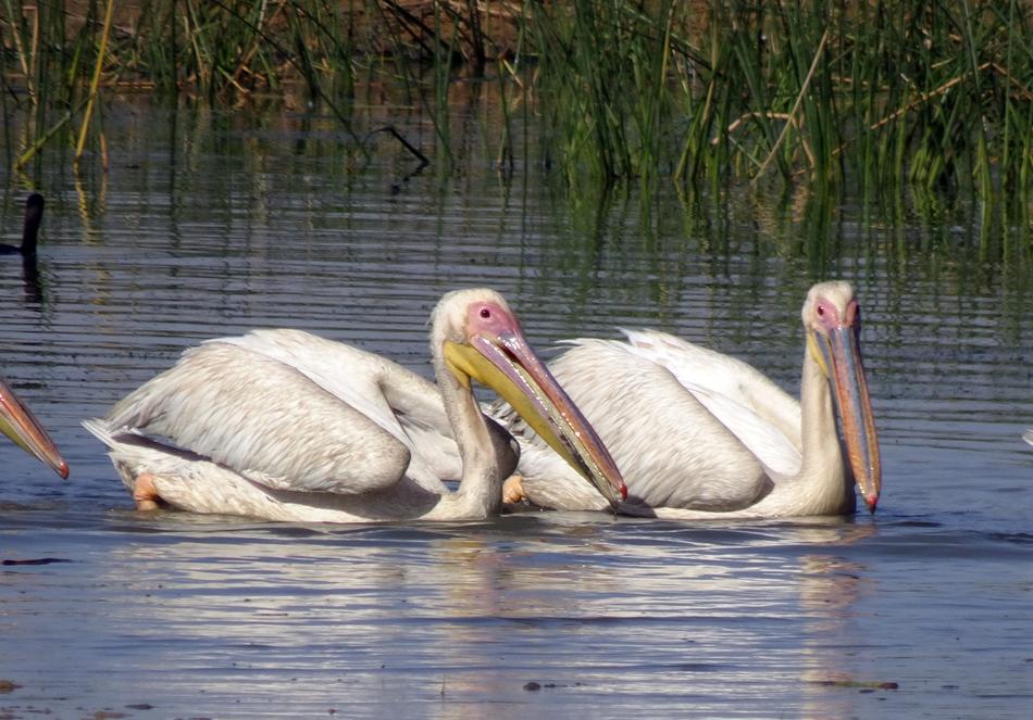Bird Great White Pelican Pelecanus