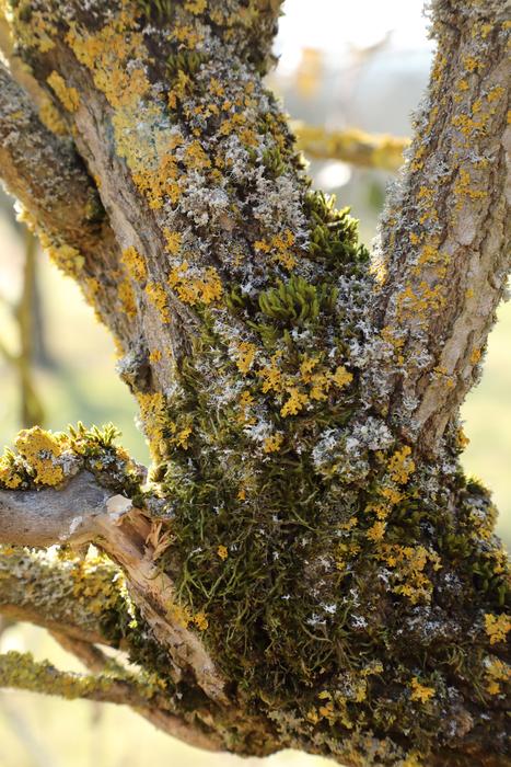 Elderberry Shrub Trunk