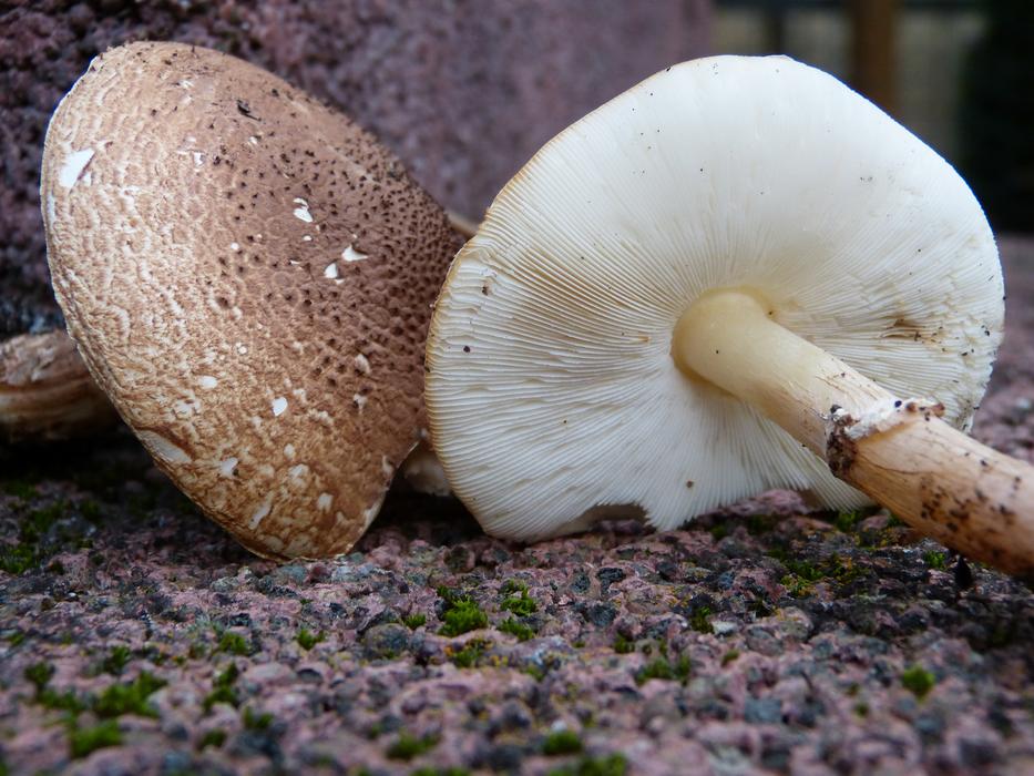 tasty healthy raw mushroom