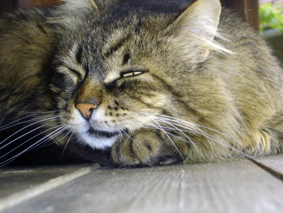 Cat Nature Domestic