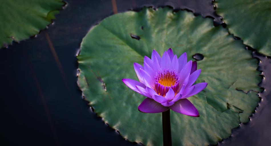 Water Lilies Wetlands