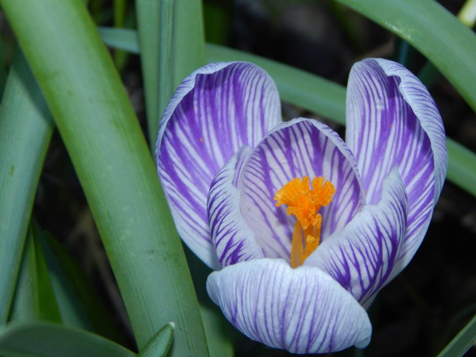 Crocus Spring Early Bloomer