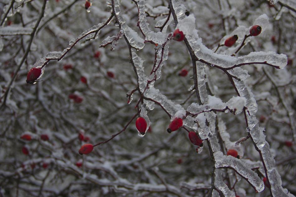 Rose Hips Covered With Ice Bush