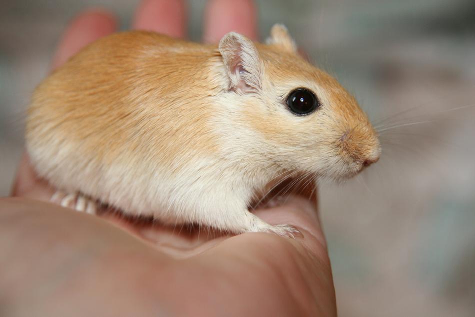 Racing Mouse Renner Gerbil